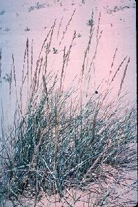 Image of Elymus trachycaulus