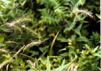 Image of Elymus villosus var. villosus