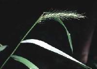 Elymus villosus var. villosus image