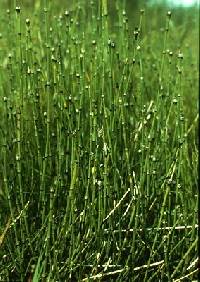 Image of Equisetum variegatum subsp. variegatum