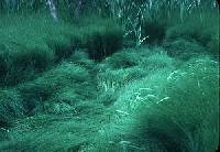 Image of Equisetum x litorale