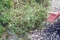 Eragrostis capillaris image