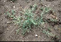 Eragrostis cilianensis image
