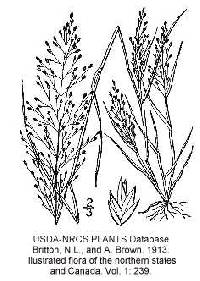 Eragrostis frankii image