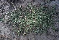Eragrostis hypnoides image