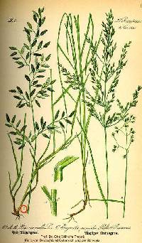 Eragrostis minor image