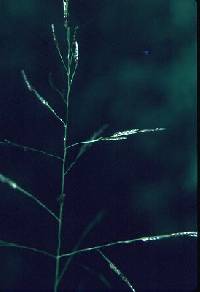 Image of Eragrostis pectinacea var. pectinacea