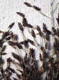 Image of Eragrostis pilosa
