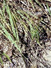 Eragrostis spectabilis image