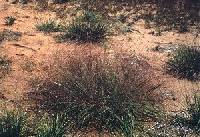 Eragrostis spectabilis image