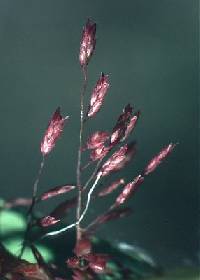 Image of Eragrostis spectabilis