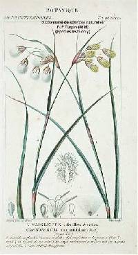 Image of Eriophorum angustifolium subsp. angustifolium
