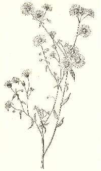 Erigeron annuus image