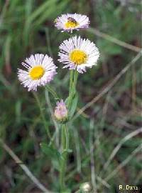 Image of Erigeron glabellus var. pubescens