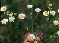 Erigeron strigosus image