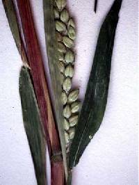 Eriochloa villosa image