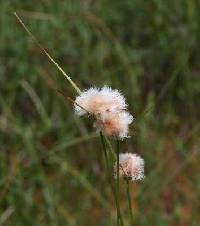 Image of Eriophorum virginicum