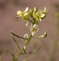Erucastrum gallicum image