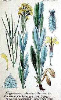 Image of Erysimum hieracifolium