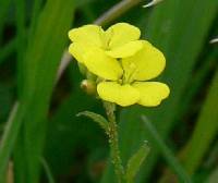 Erysimum inconspicuum image