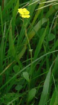 Image of Erysimum inconspicuum