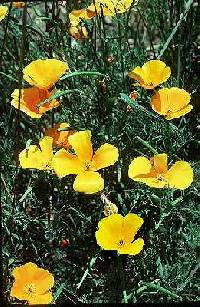 Eschscholzia californica image