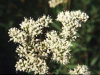 Eupatorium altissimum image