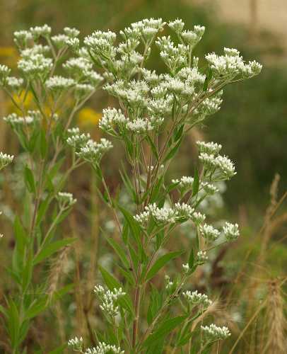 Eupatorium altissimum image