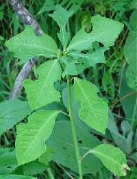 Image of Euphorbia cyathophora