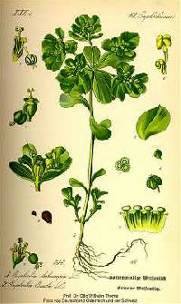 Image of Euphorbia helioscopia