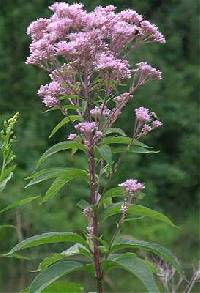 Image of Eutrochium maculatum