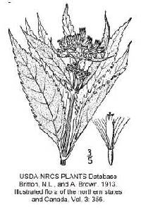 Image of Eutrochium maculatum var. bruneri