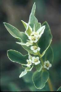 Euphorbia marginata image