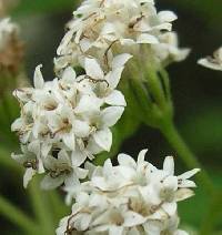 Ageratina altissima image