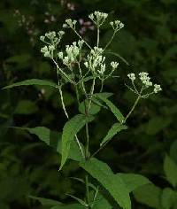 Image of Eupatorium sessilifolium