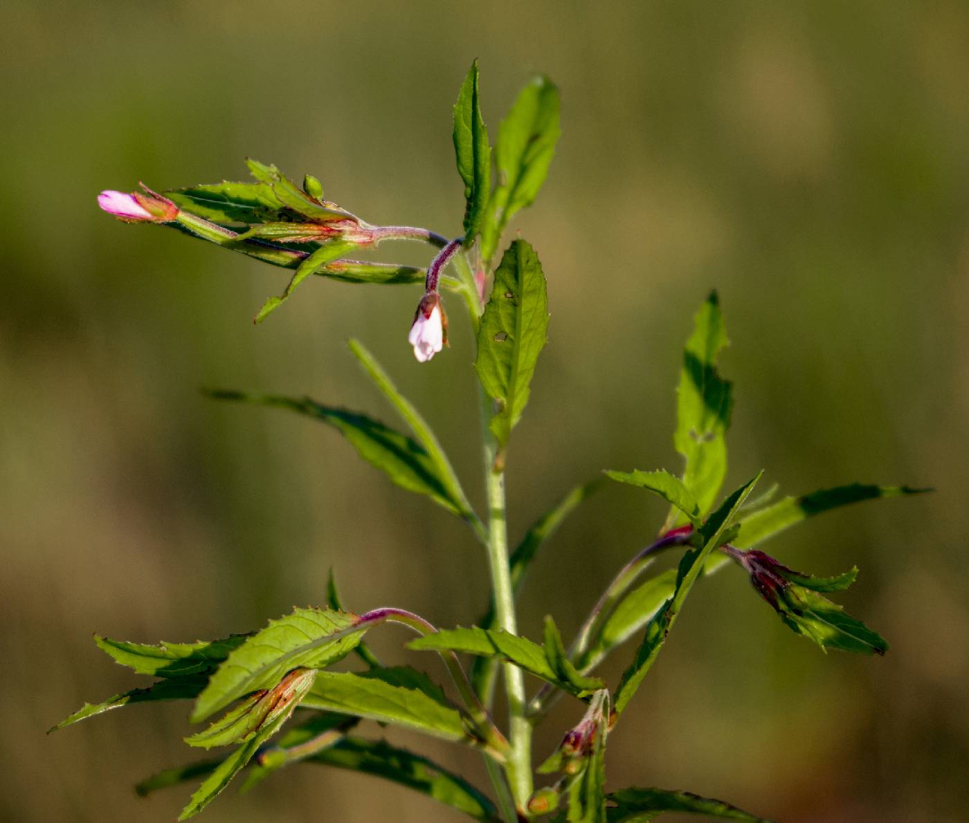 Epilobium coloratum image