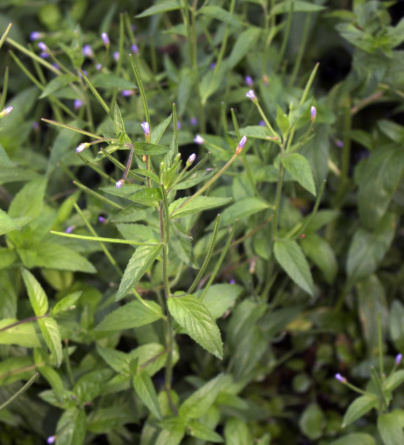 Epilobium coloratum image