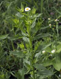 Erigeron annuus image