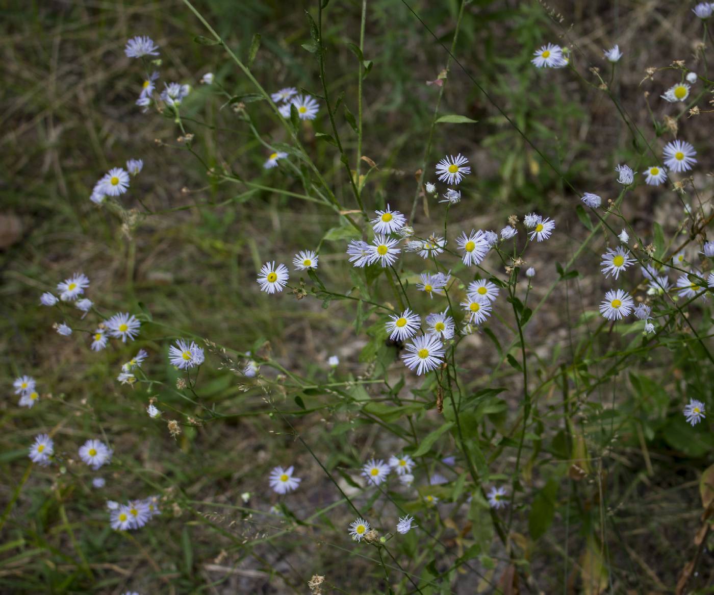 Erigeron annuus image