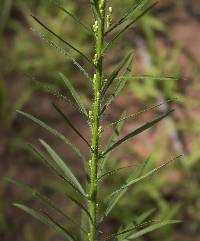Image of Conyza canadensis