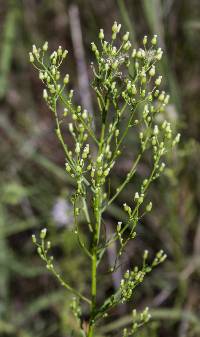 Conyza canadensis image