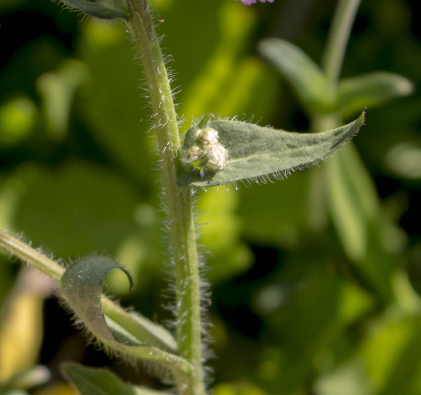 Erigeron philadelphicus image