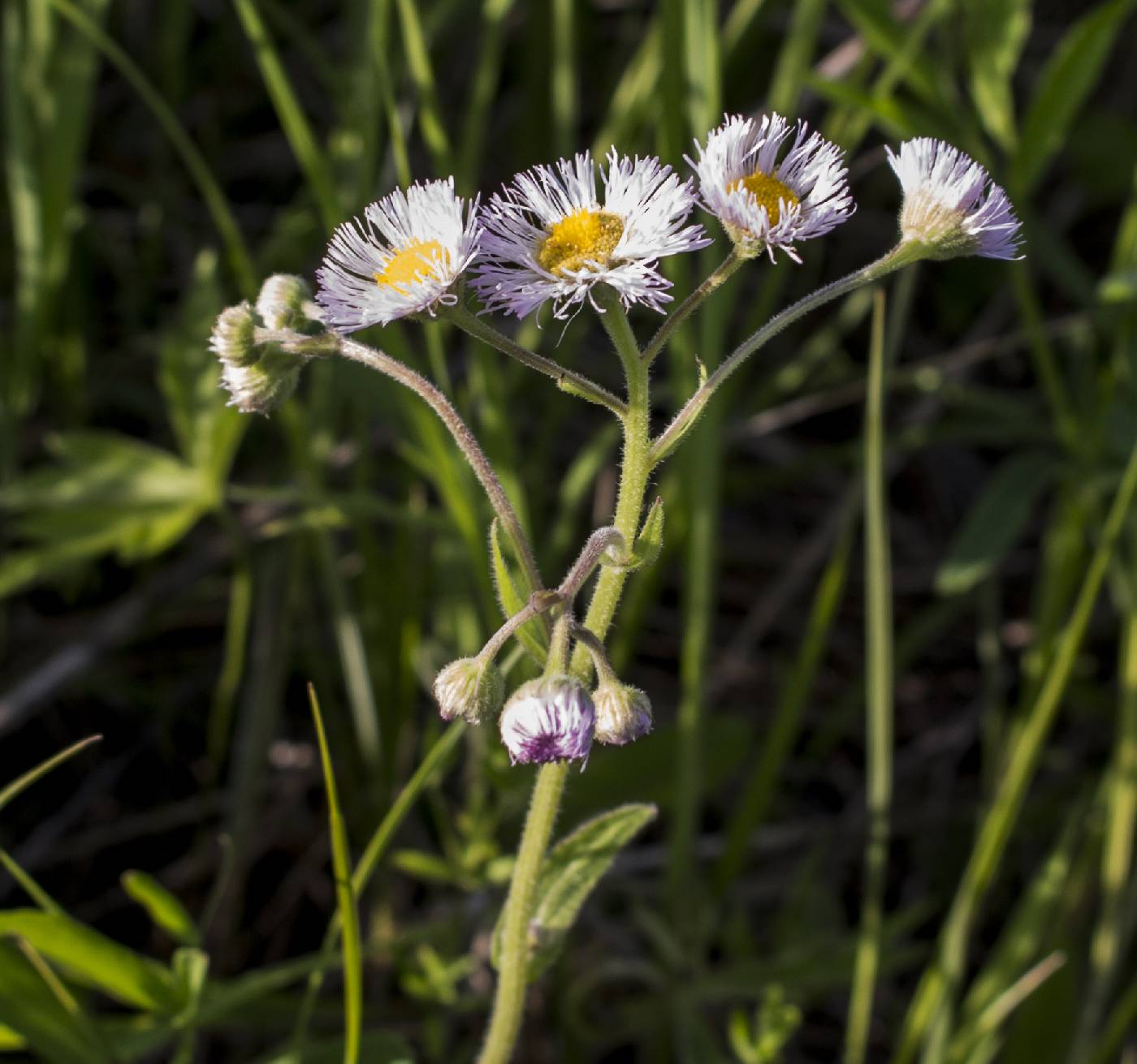 Erigeron philadelphicus image