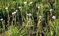 Image of Erigeron pulchellus