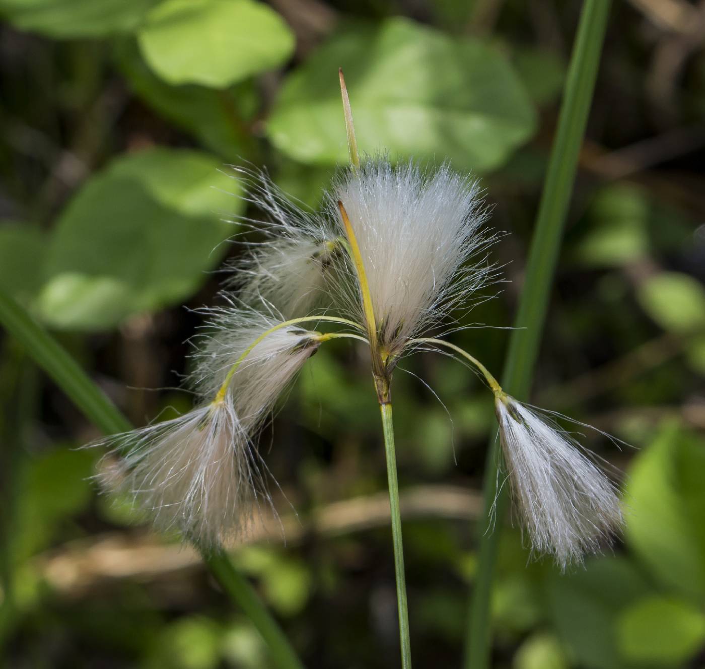 Eriophorum angustifolium image