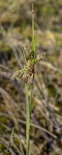 Image of Eriophorum