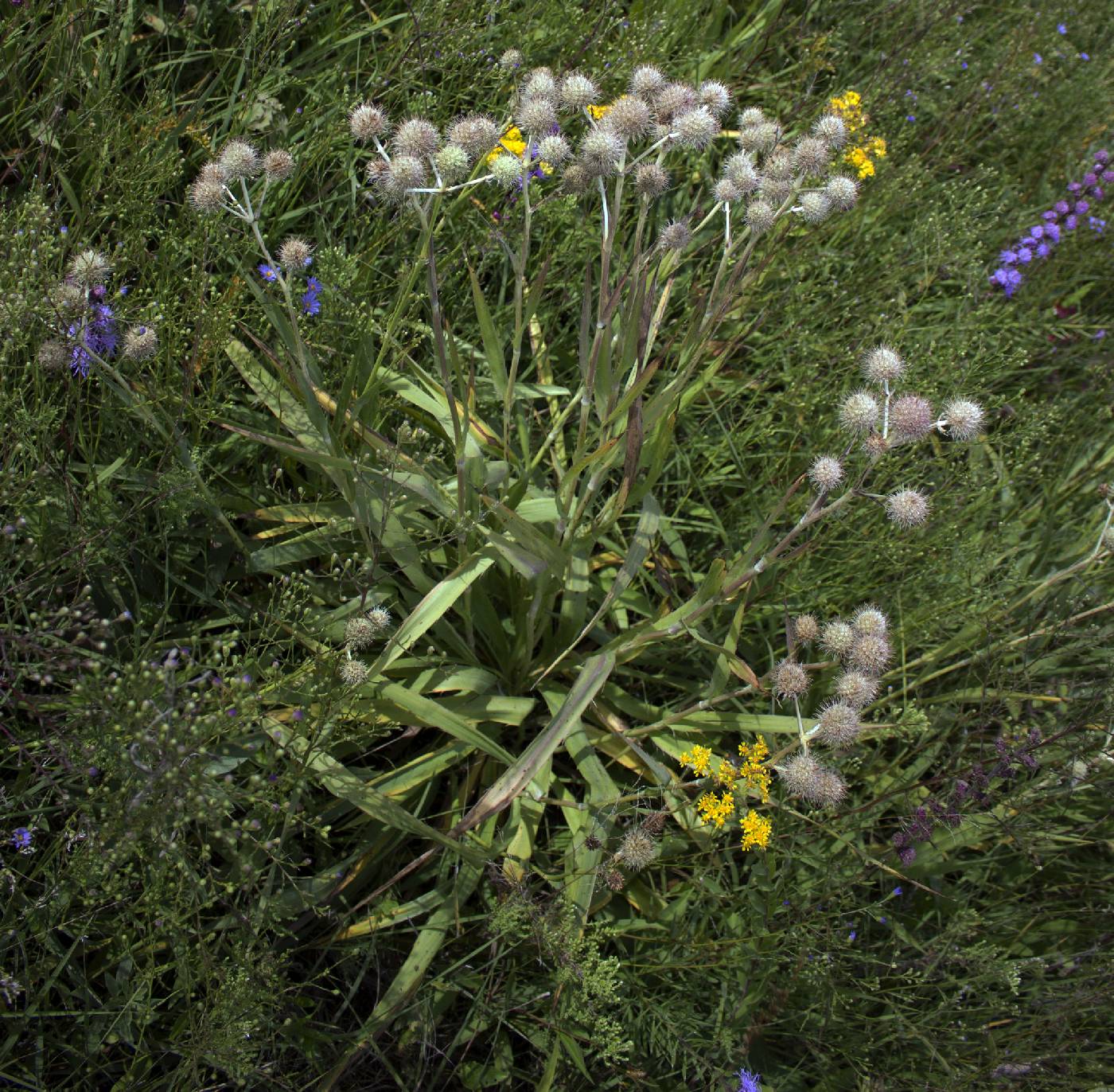 Eryngium yuccifolium image