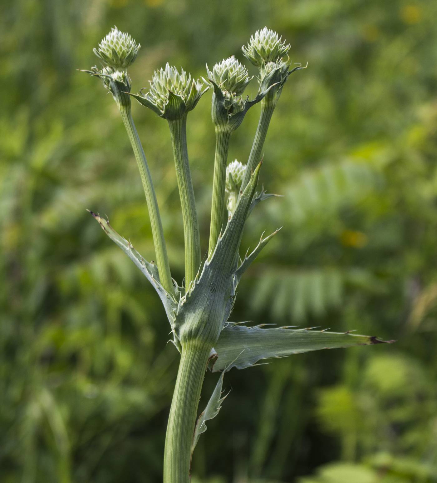 Eryngium yuccifolium image
