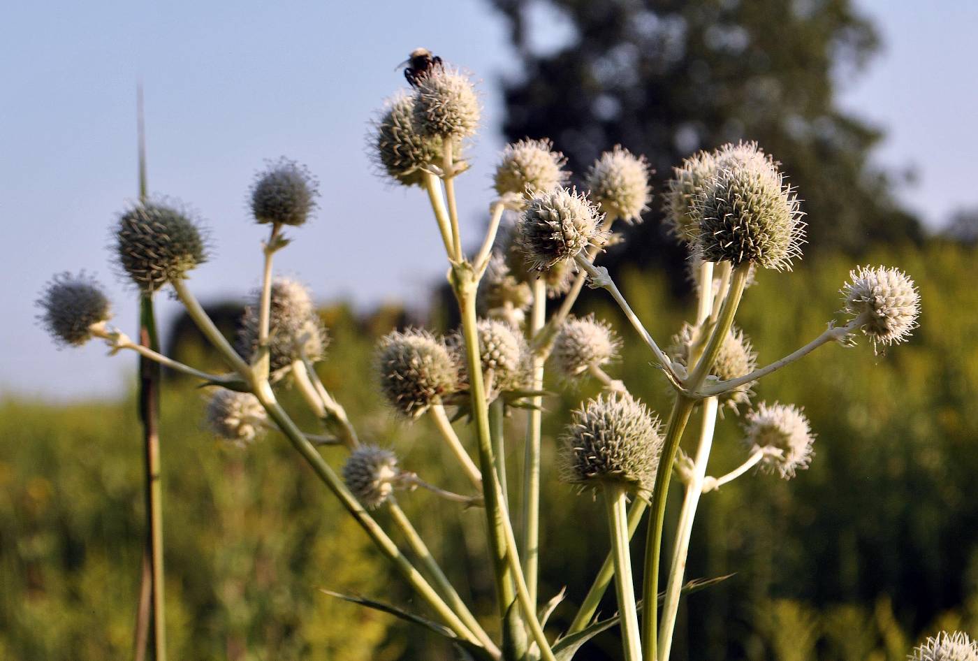 Eryngium yuccifolium image