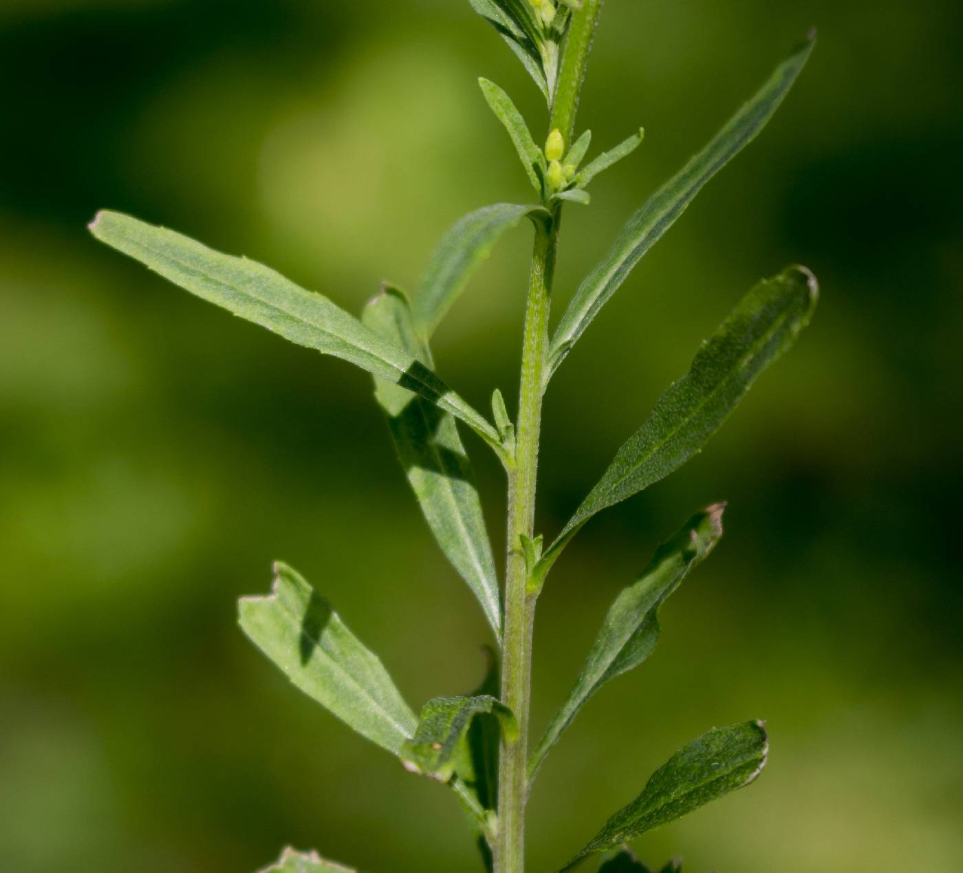Erysimum cheiranthoides image